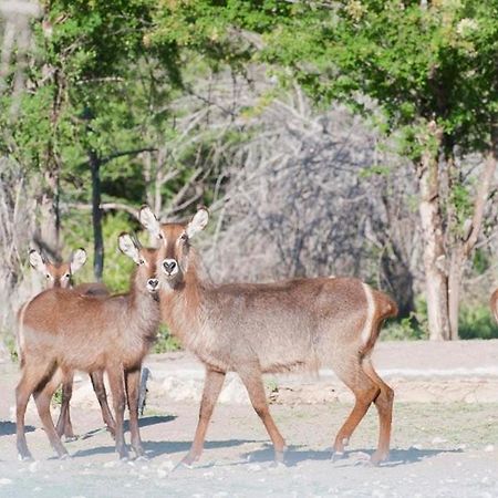 Emanya@Etosha Villa Namutoni Eksteriør billede