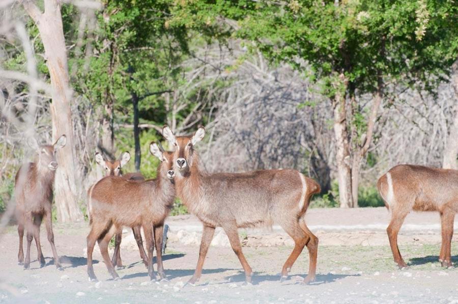 Emanya@Etosha Villa Namutoni Eksteriør billede